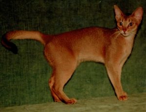 Gr.Int.Ch. Wodan's Milva-Liberta; 23 ruddy Female (1980-1996) Super Show- and Breeding-Abyssinian; produced with Puma 4 Litters - 7 ruddies and 4 reds