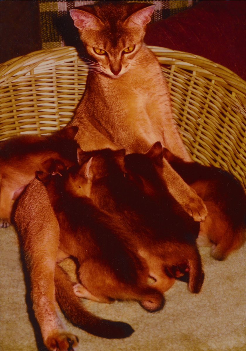 Int.Ch. Wodan's Taiga- Int.Ch. Badfinger Little Puma; 23, with famous Offspring; 23-ruddy