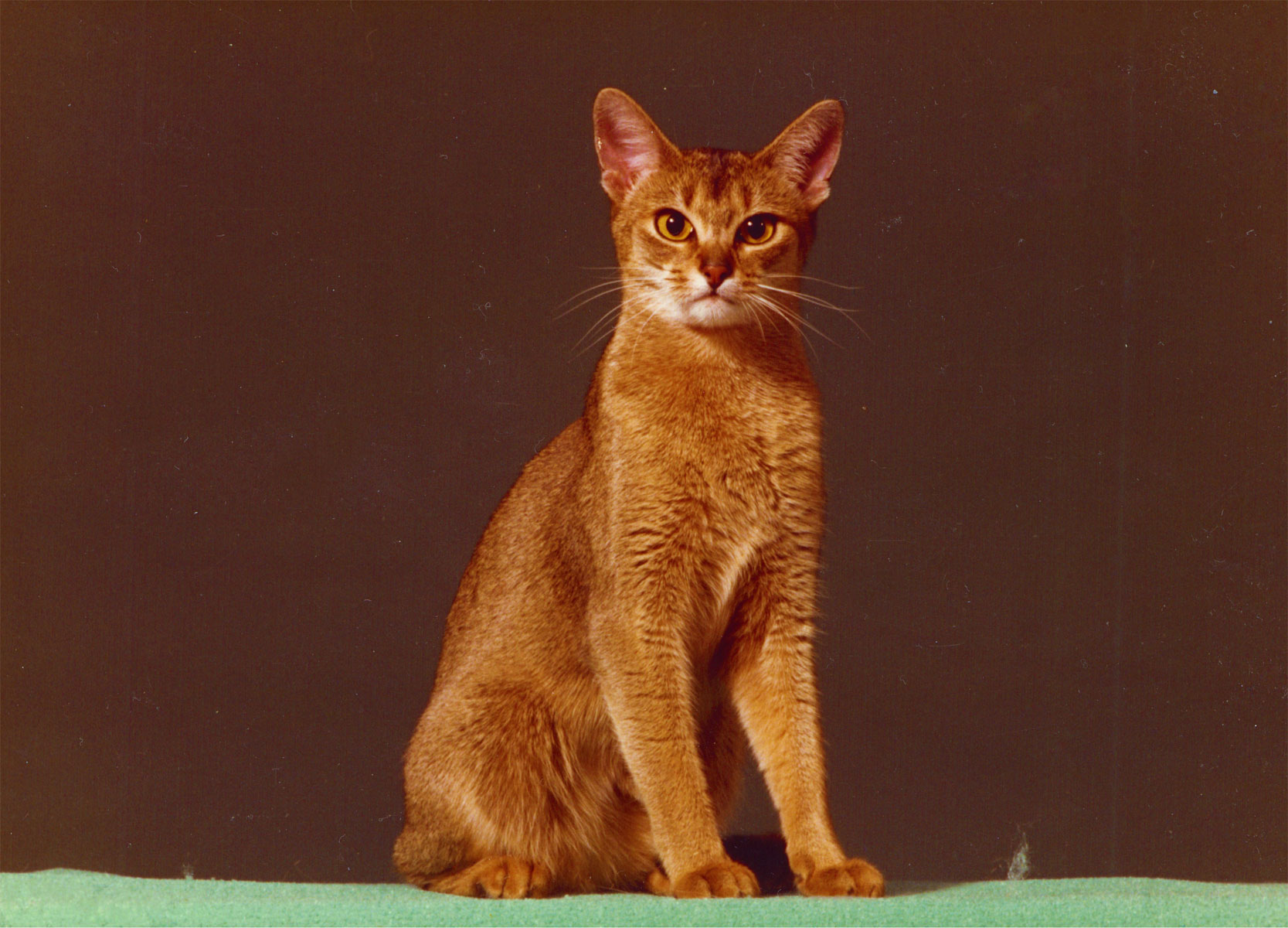 Eur.Gr.Int.Ch. Wodan's Nubiani; 23 ruddy; female (1981-1994) Famous Aby many Best in Shows and many famous Kittens 23 & 23 a