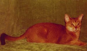 Wodan’s Angelina; 23 ruddy the most friendly Aby I ever had! (1976-1989) had 12 Kittens with Tquilla