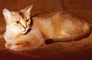 Wodan’s Sophia; 23 ruddy (1979-1996) a Breeding-Abyssinian super friendly like Mother & Father! She had several Litters, ruddy & red-Kittens