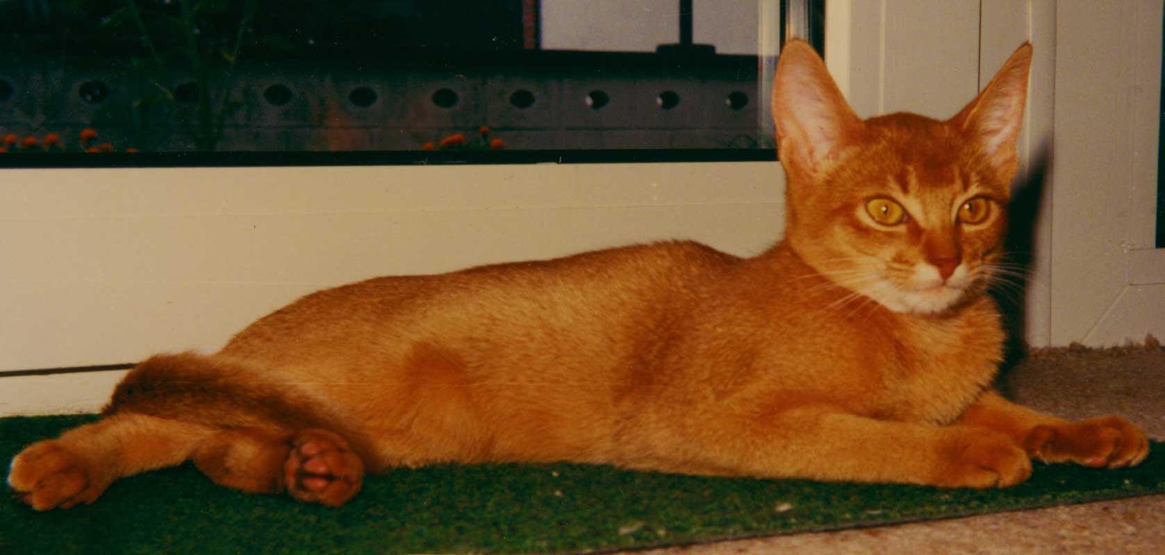 Another Photo of: Gr.Int.Ch. Wodan's Leila-Afrikana; 23a red; Female; (1982- 1996) proud and arrogant